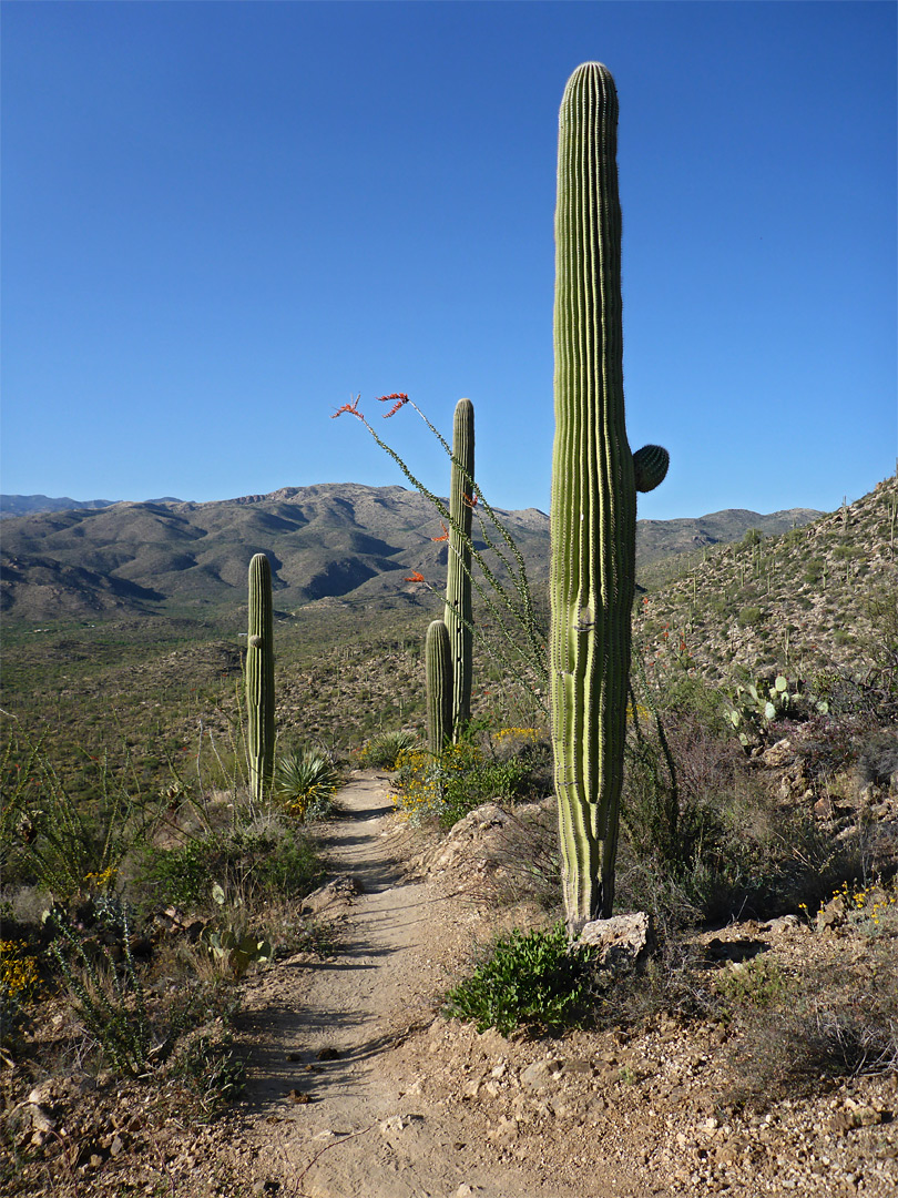 Saguaro and ocotillo