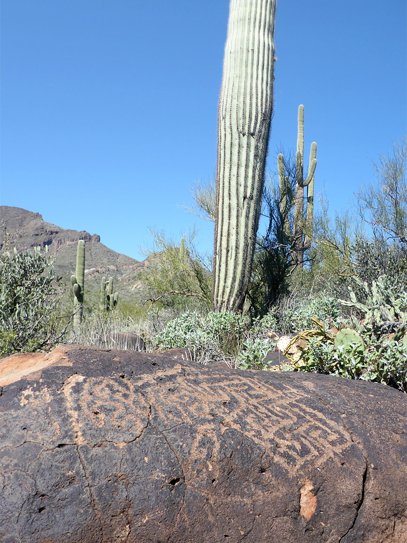 Petroglyphs below saguaro