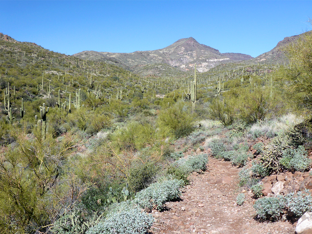 Saguaro valley