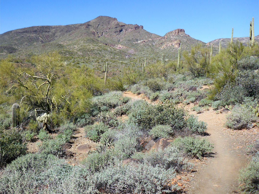 Palo verde