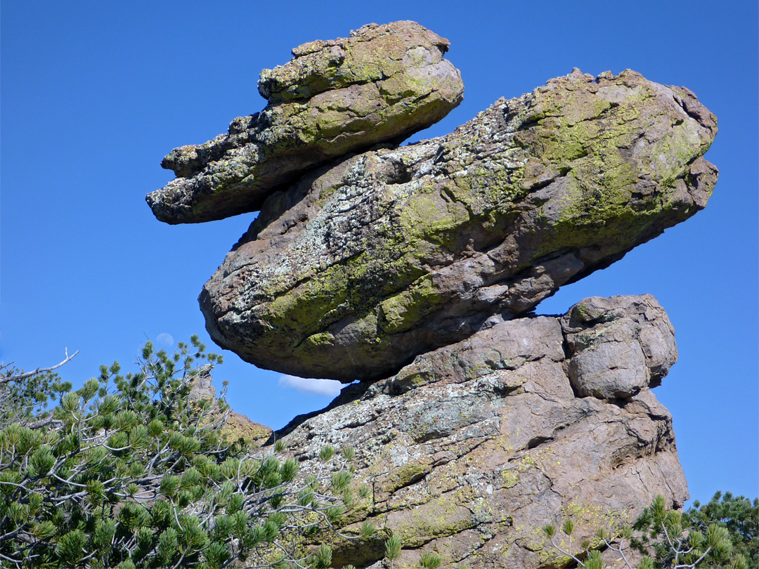 Duck on a Rock