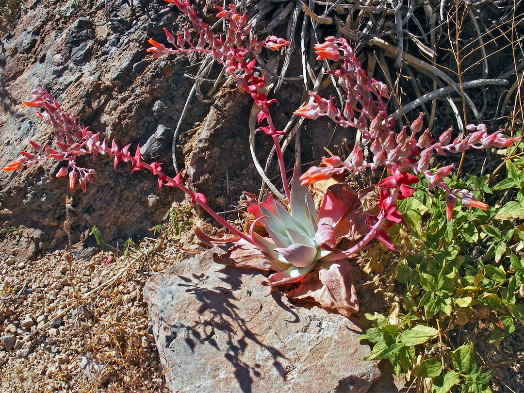 Dudleya pulverulenta