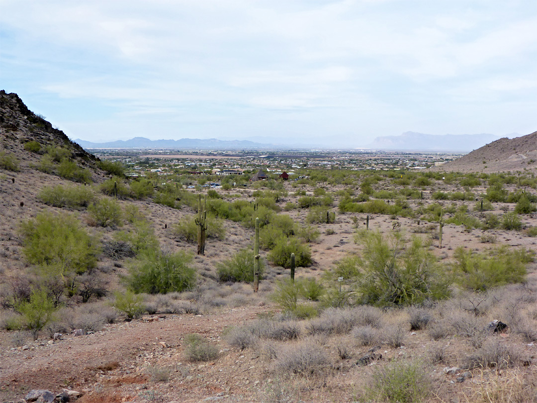 Cactus flats