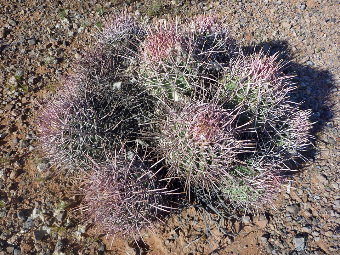 Cotton top cactus