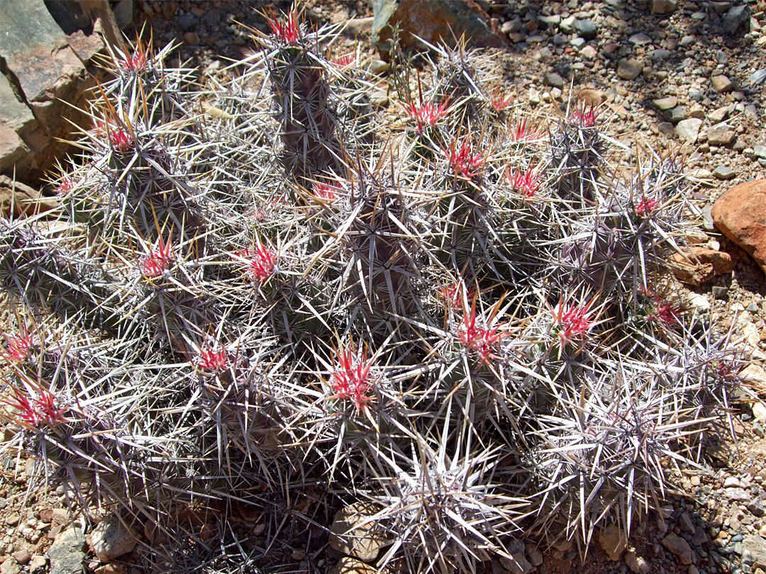 Echinocereus brandegeei - red spines