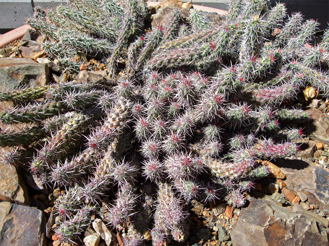 Echinocereus brandegeei