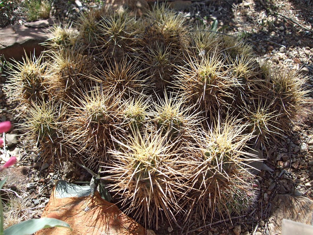 Echinocereus maritimus