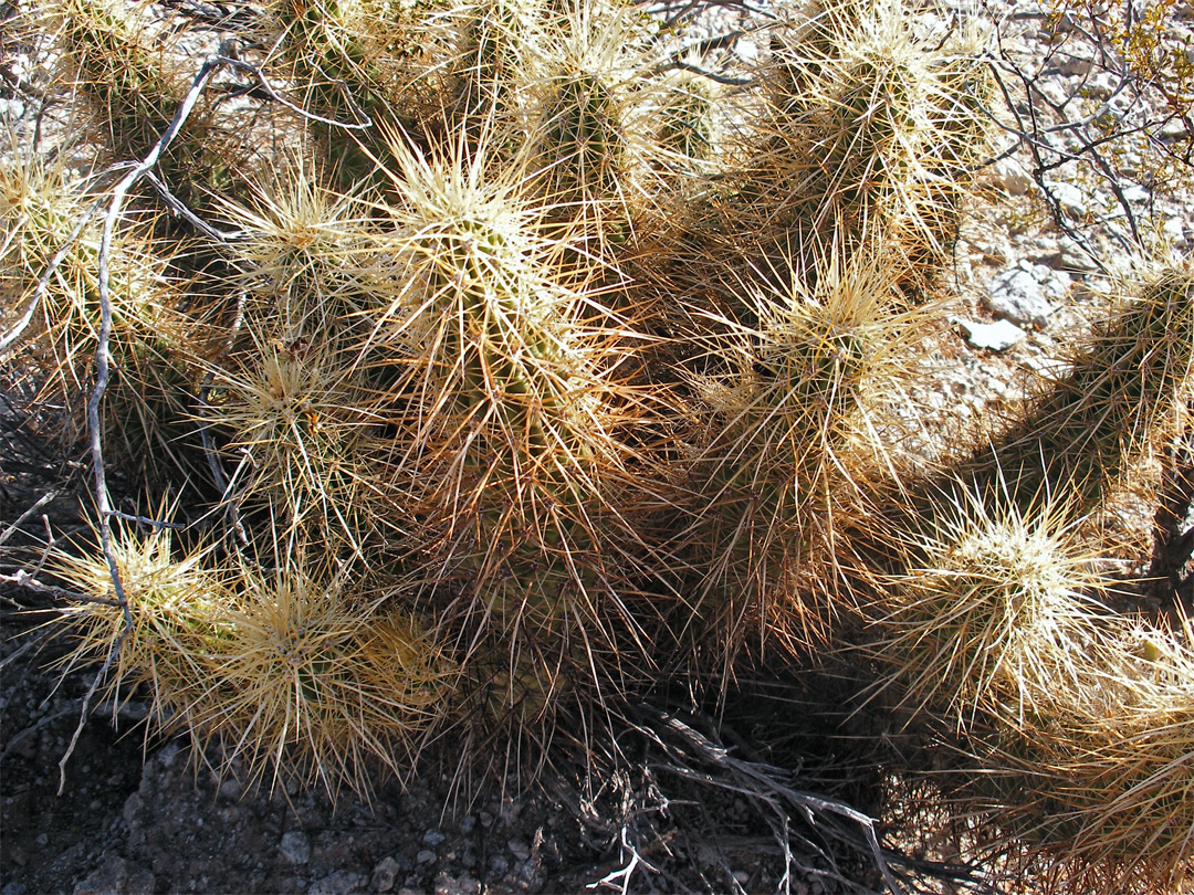 Large cluster