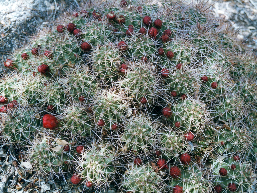 Echinocereus flowers