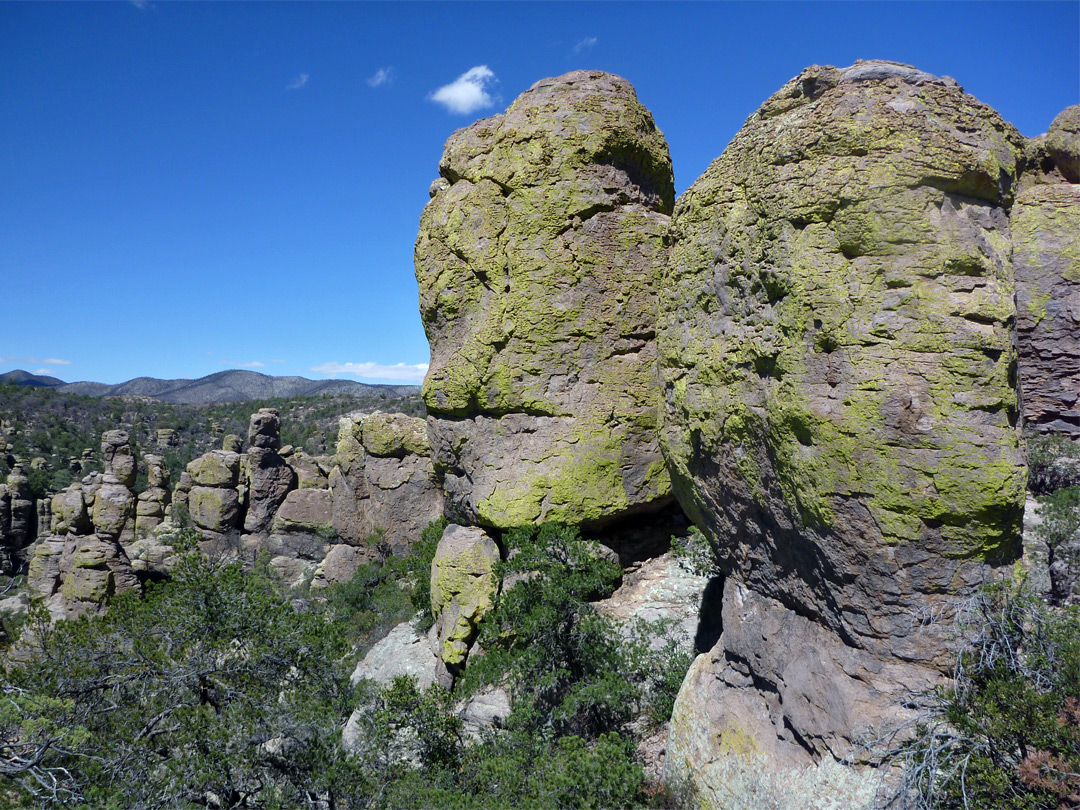 Lichen on rocks