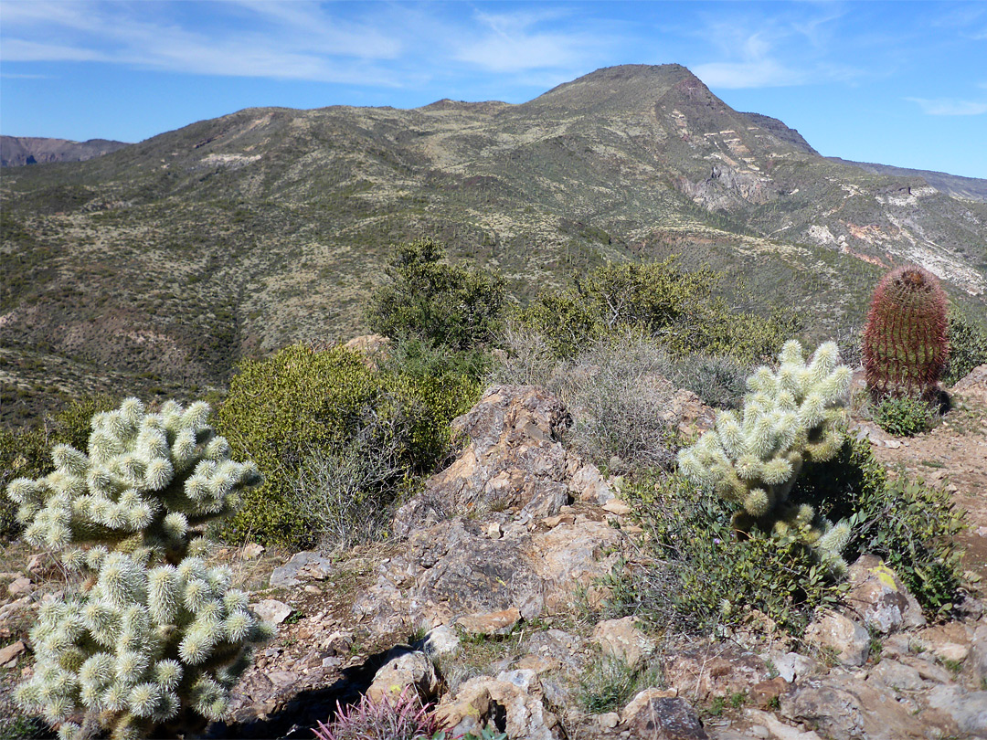 Ferocactus and cholla