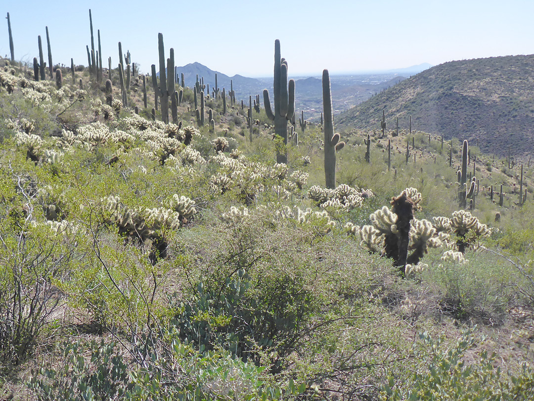Teddy bear cholla
