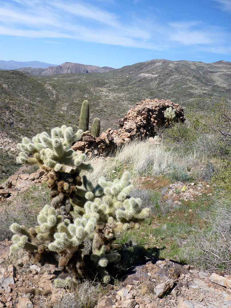 Cholla and stone wall