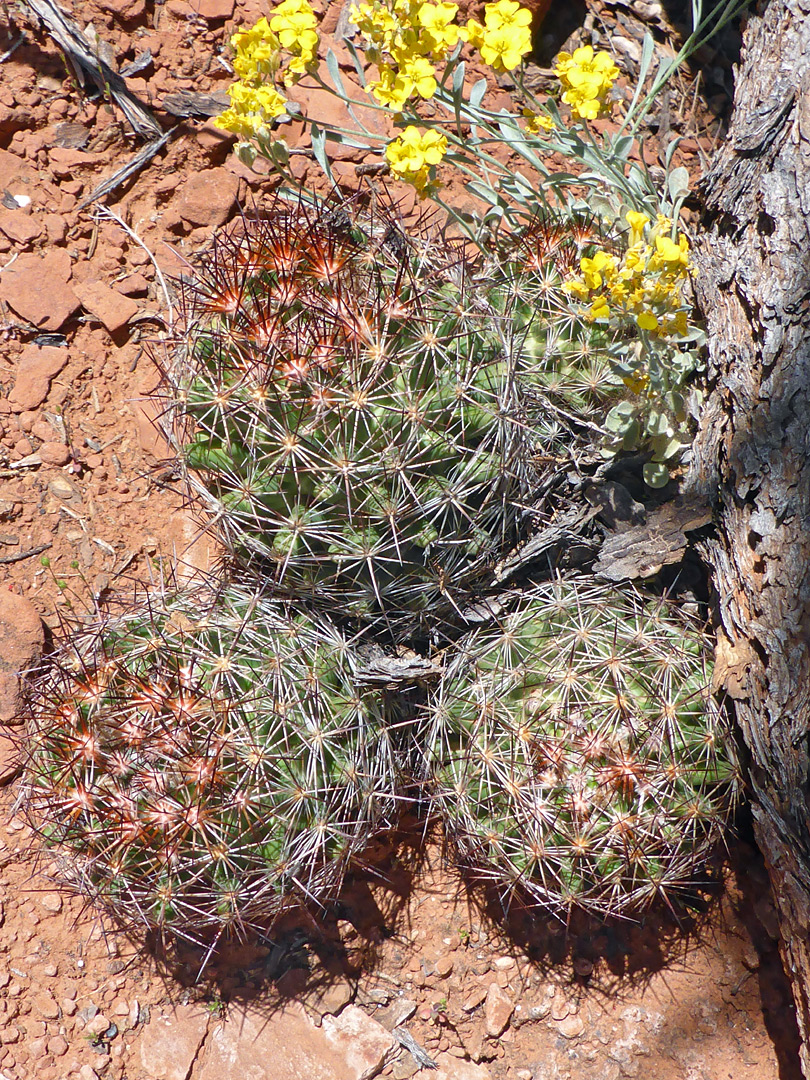 Escobaria vivipara