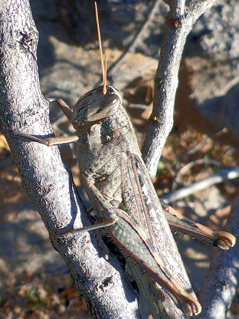 Grey bird grasshopper