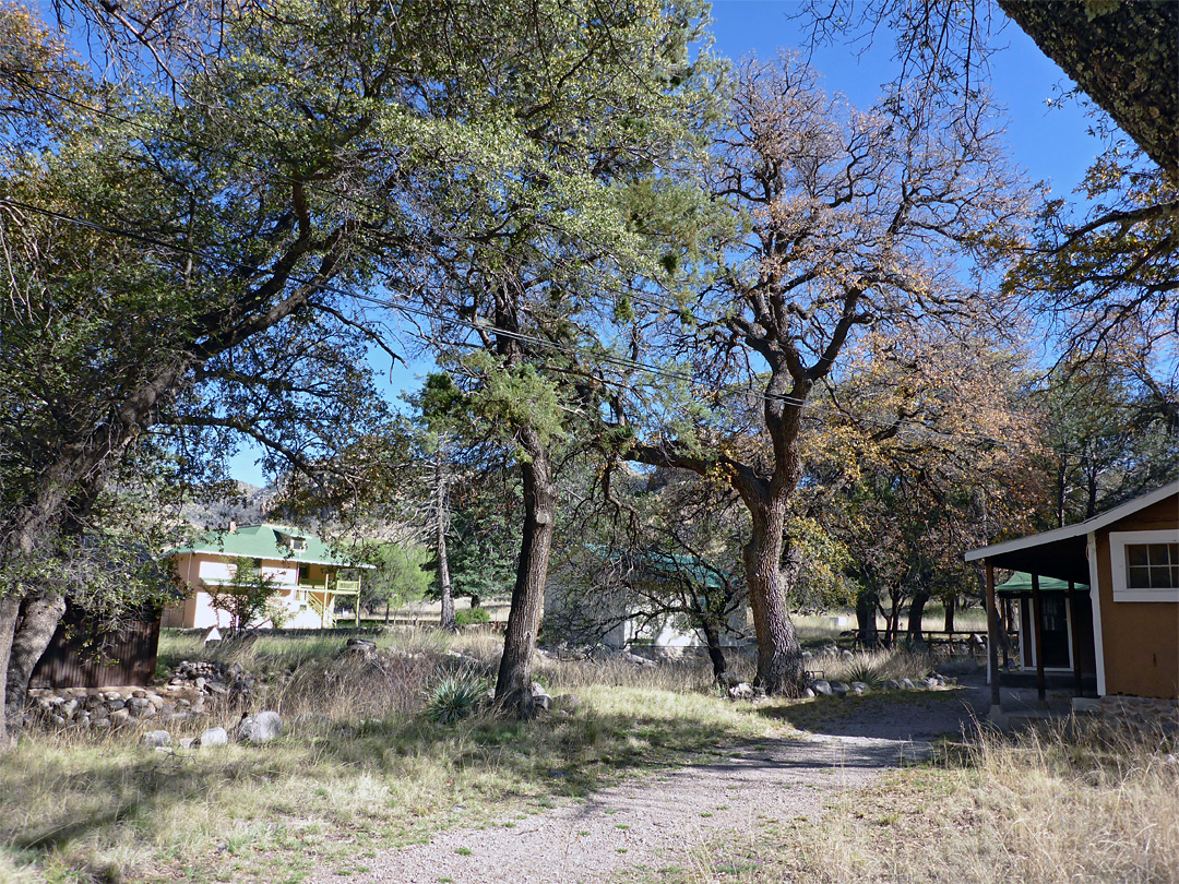 Trees at Faraway Ranch