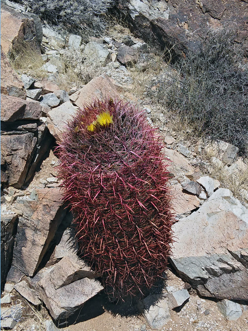 Ferocactus cylindraceus