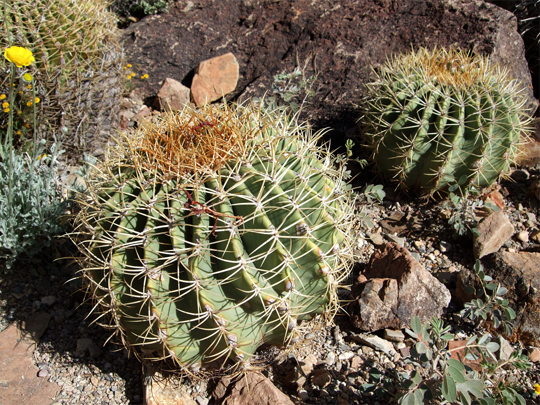 Ferocactus diguetii