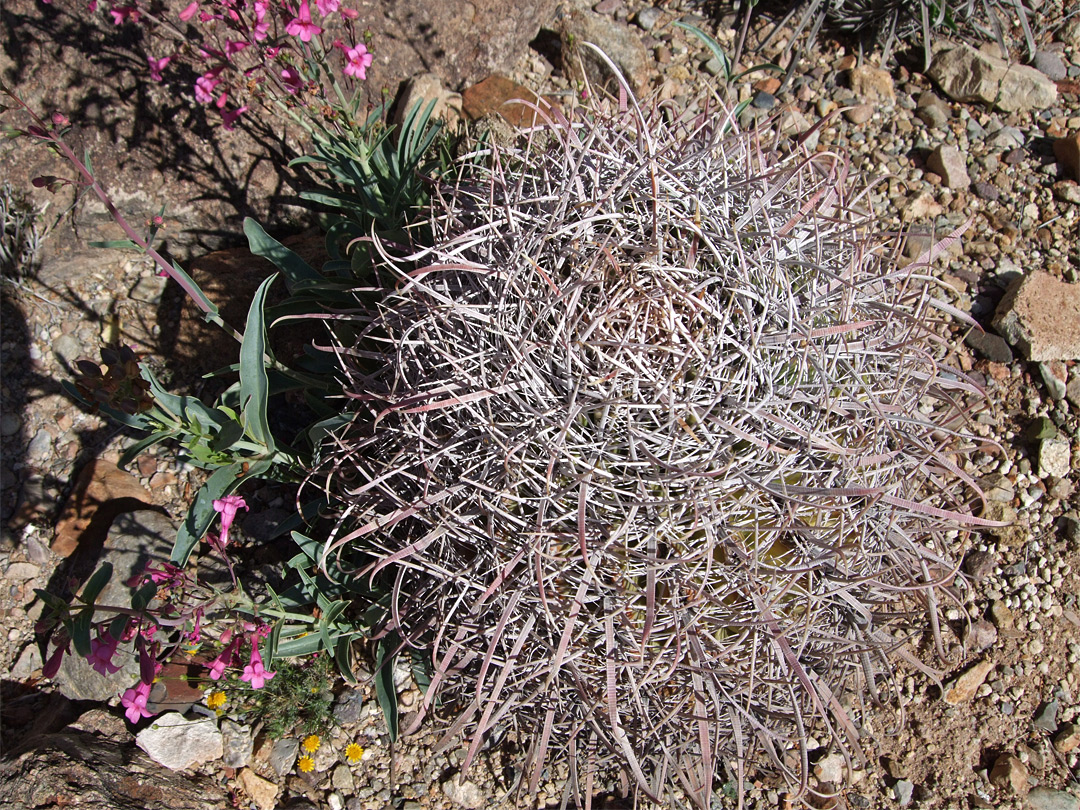 Ferocactus gracilis ssp gatesii