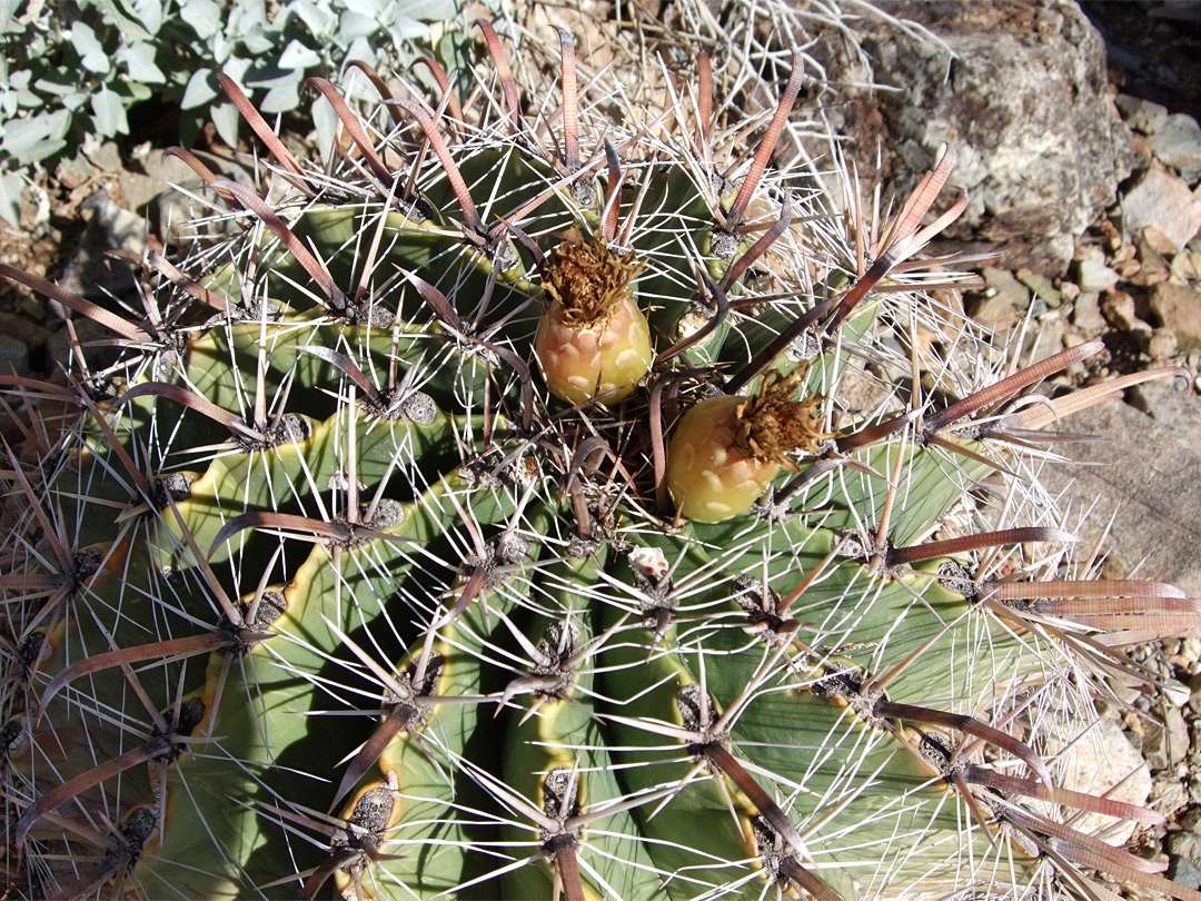 Ferocactus herrerae - fruit