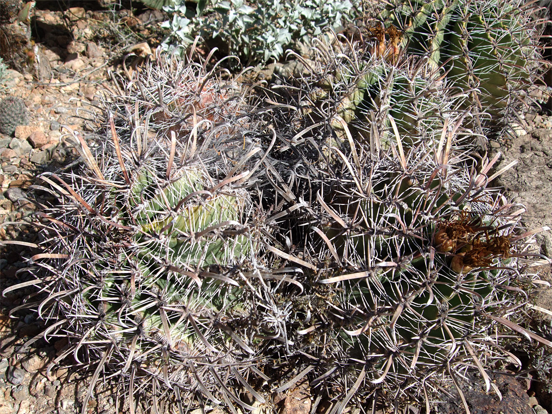 Ferocactus herrerae