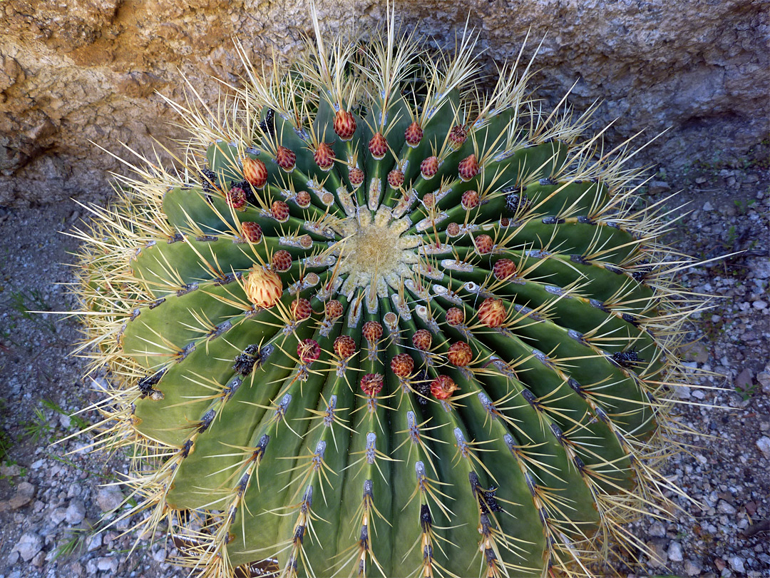 Ferocactus histrix