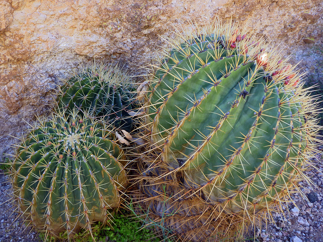 Ferocactus histrix - cluster