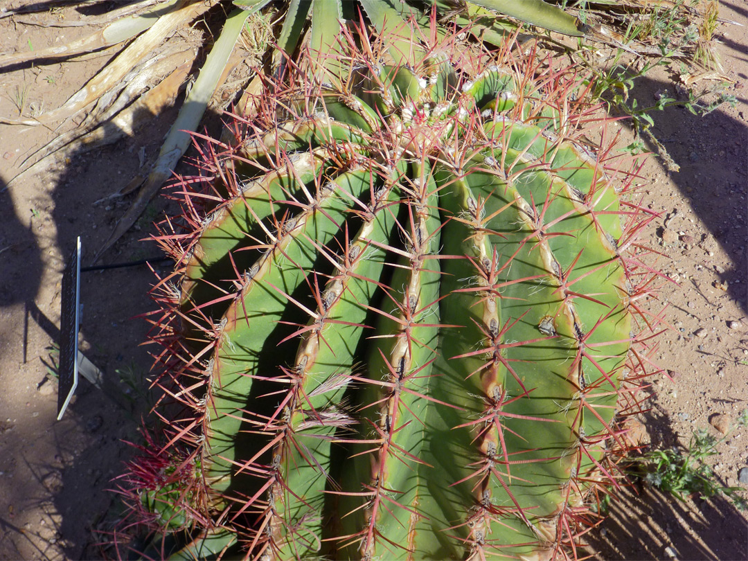 Ferocactus pilosus - red spines