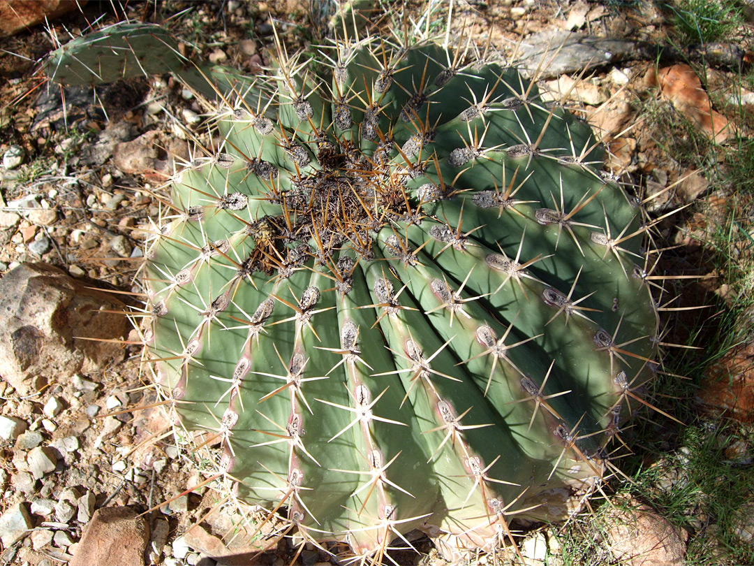 Ferocactus pottsii