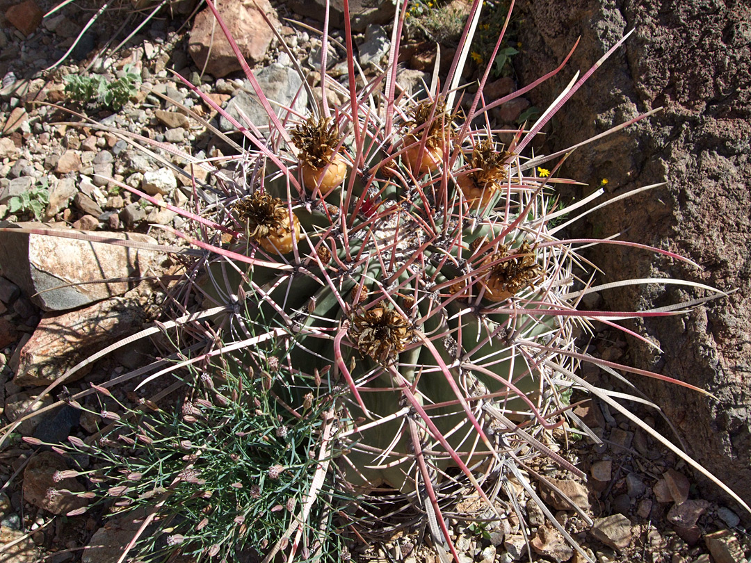 Ferocactus rectispinus - red spines