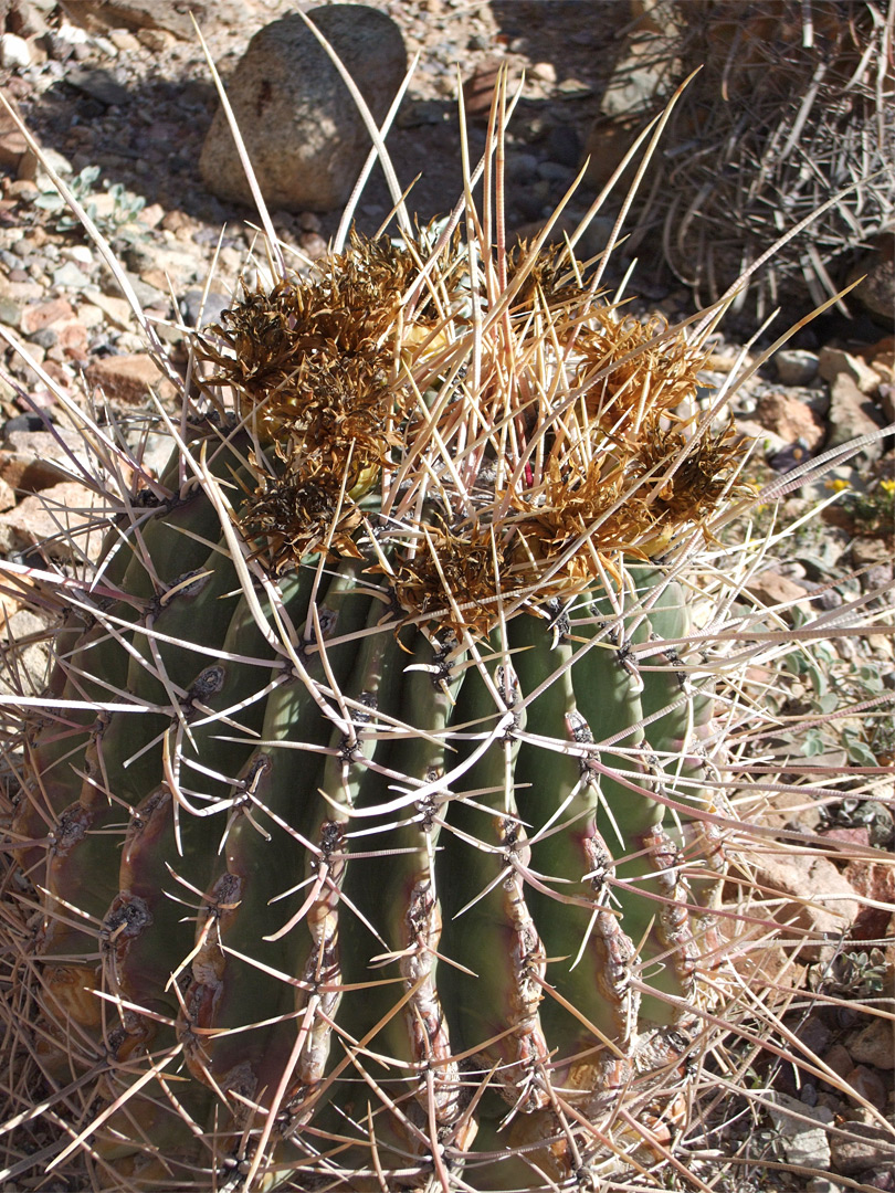 Ferocactus rectispinus