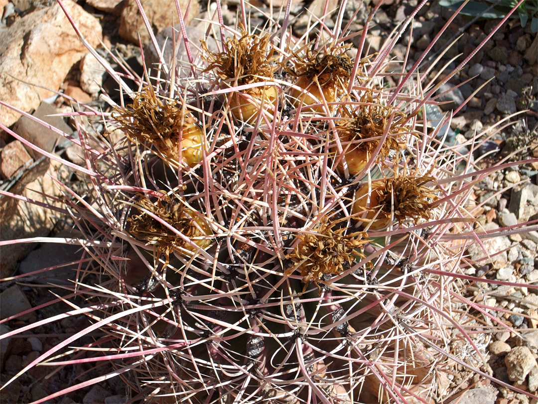 Ferocactus rectispinus - fruit