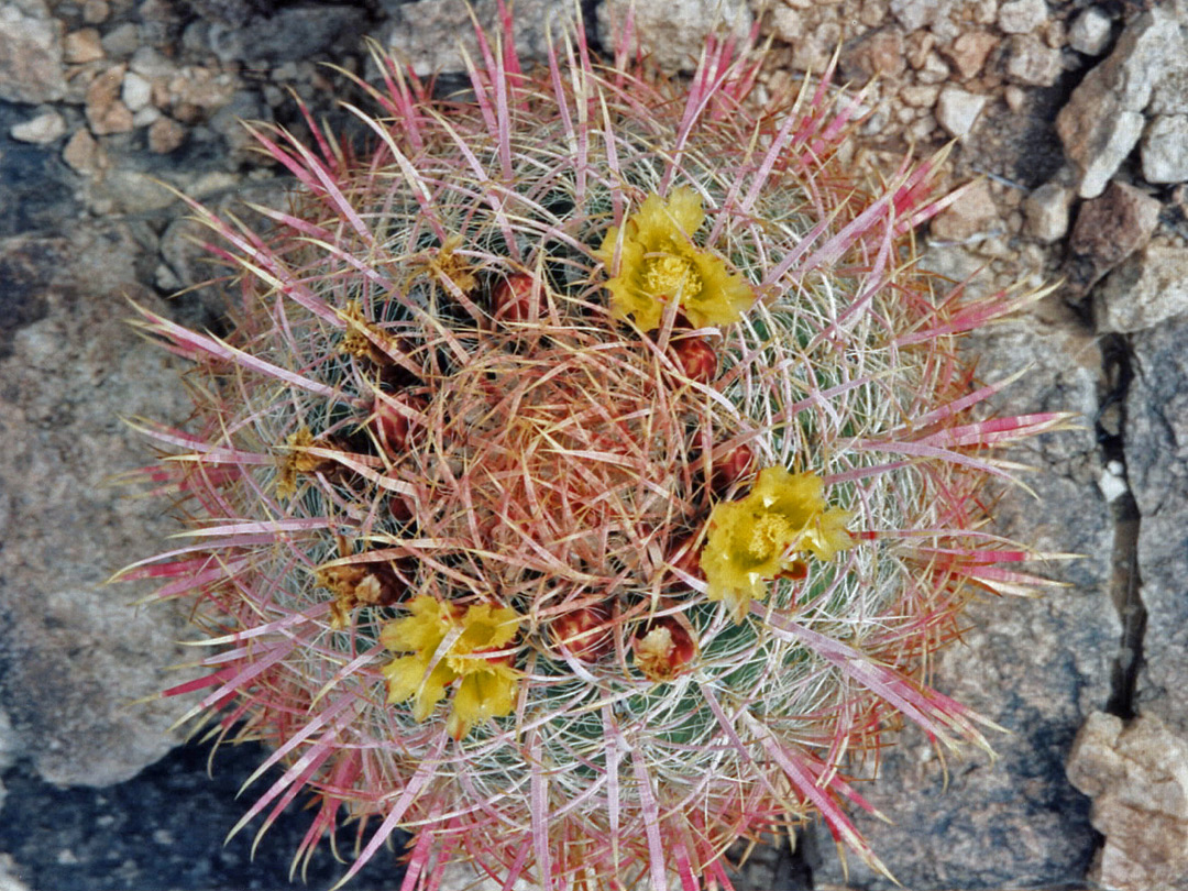 A ferocactus