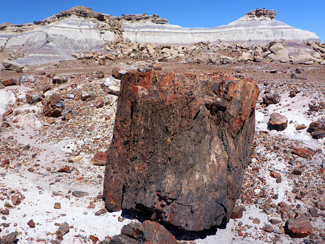 Large log