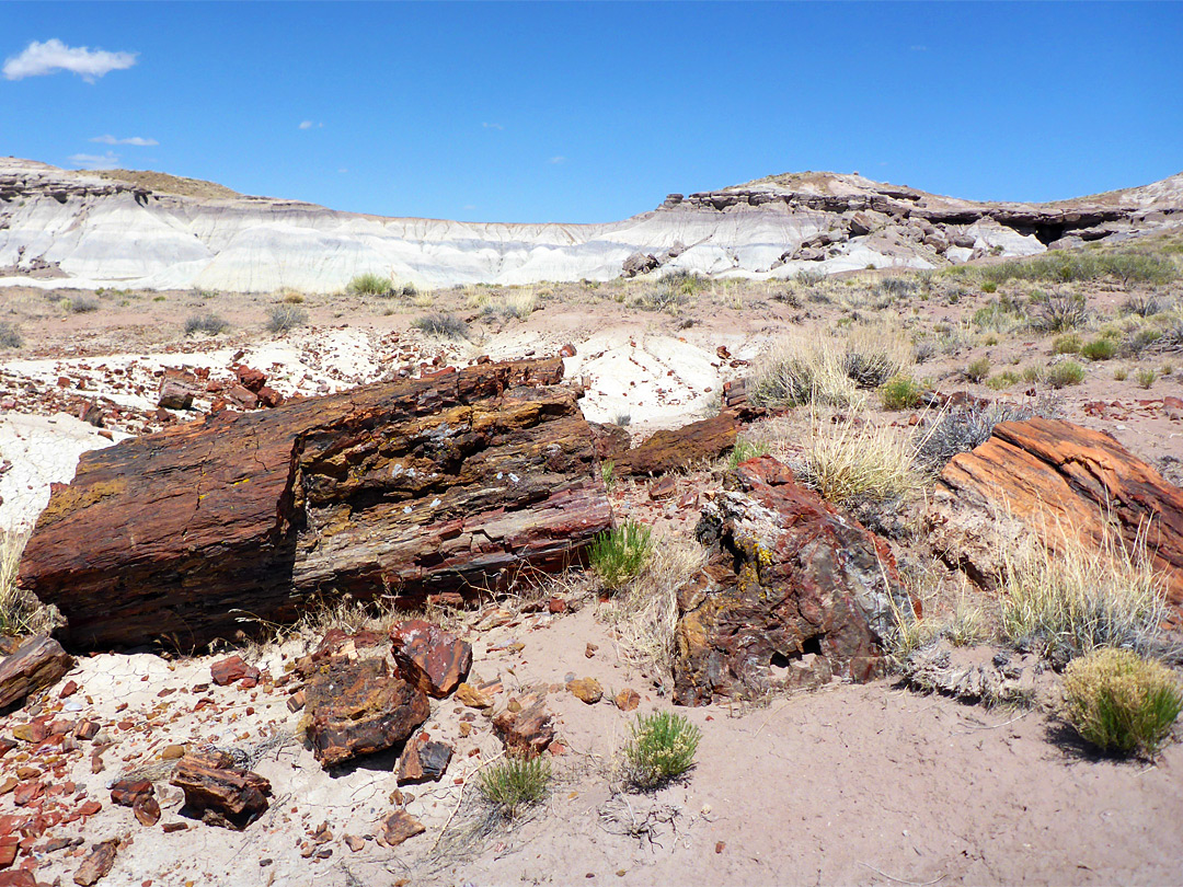 Petrified logs