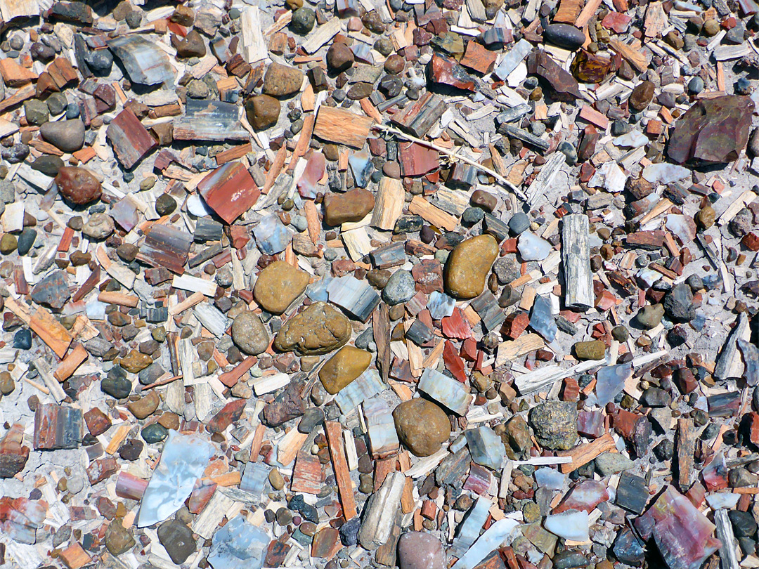 Petrified wood fragments