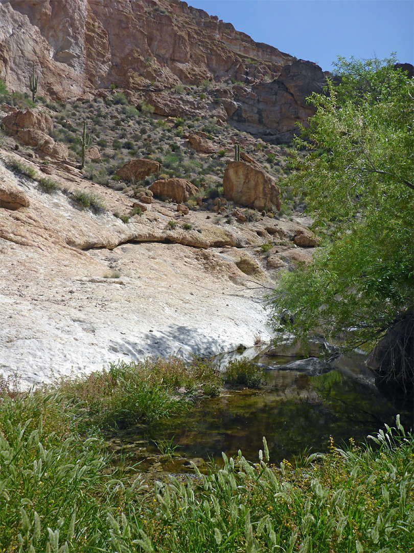 Overgrown stream