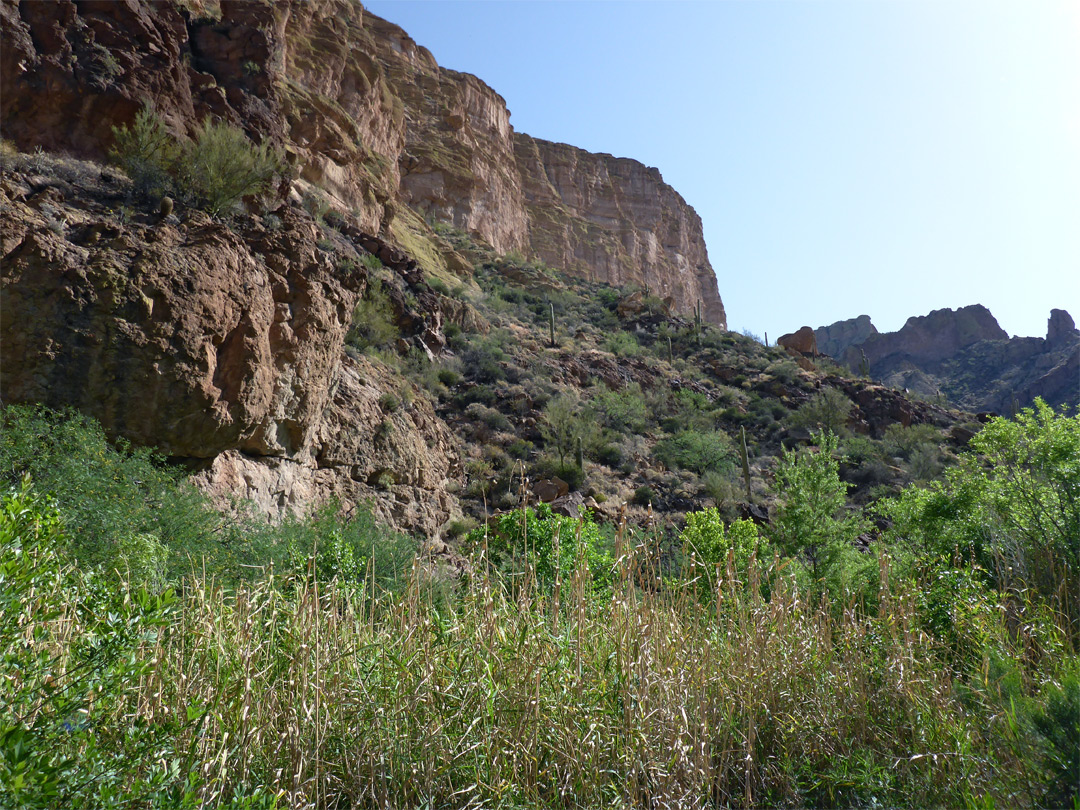 Tall vegetation