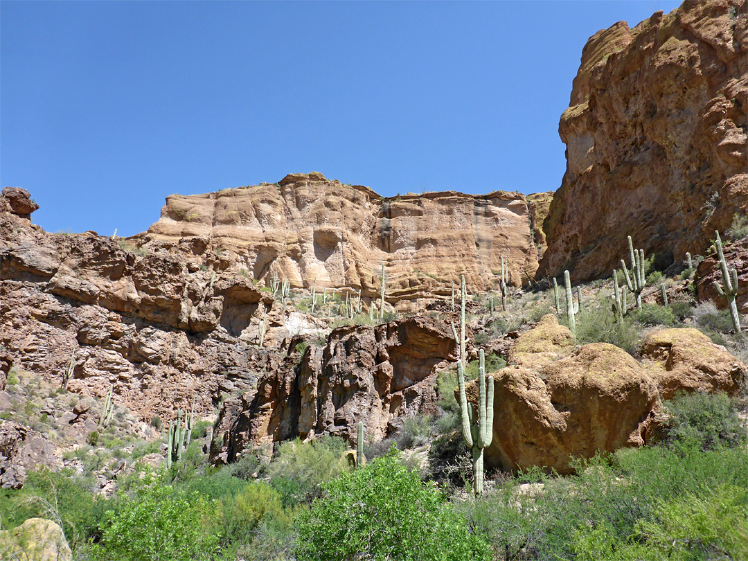 Saguaro