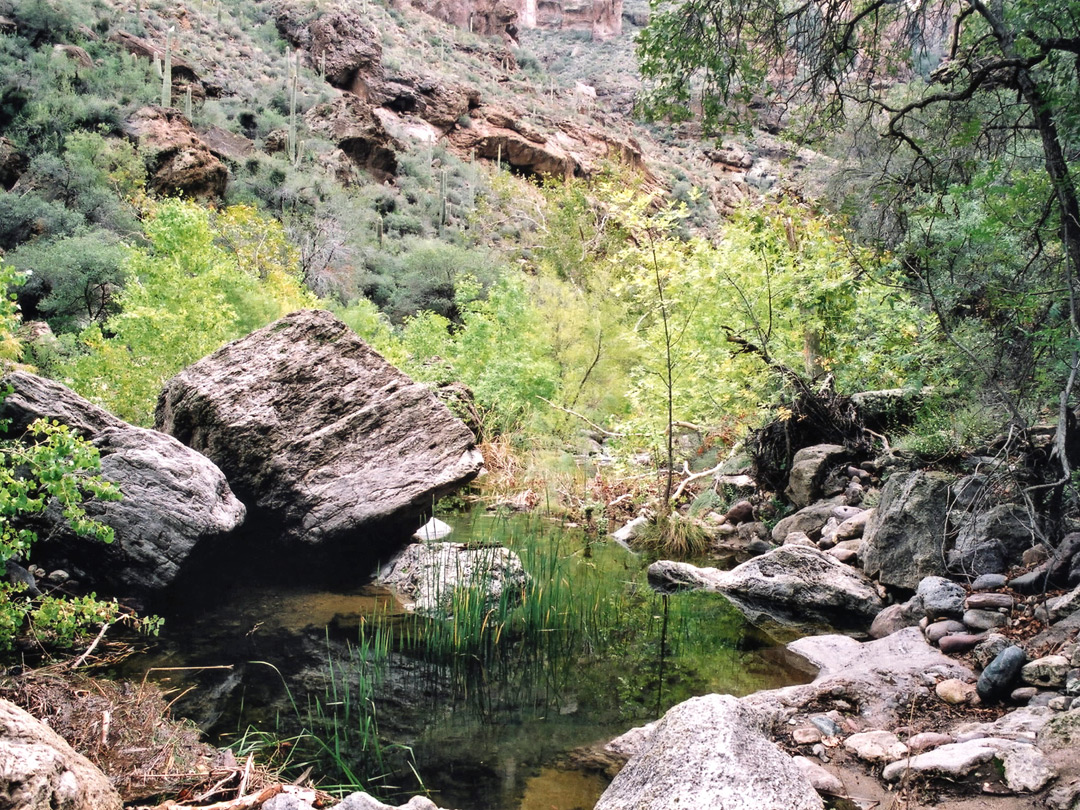 Pool with bushes