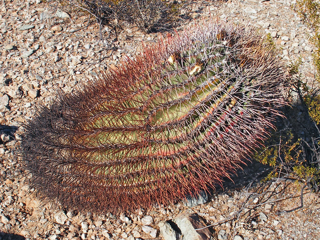 Leaning cactus