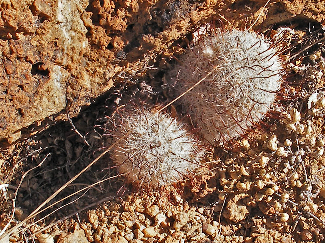 Two small stems