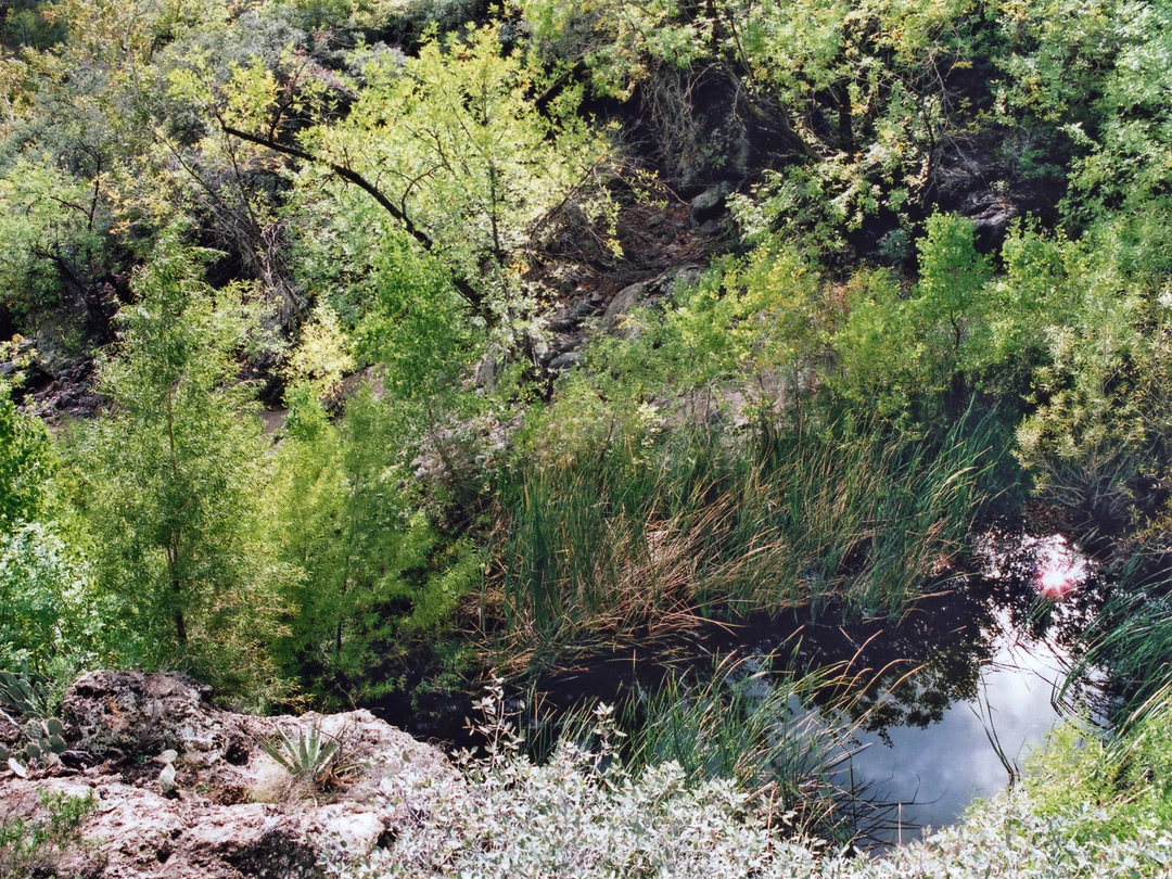 Overgrown pool