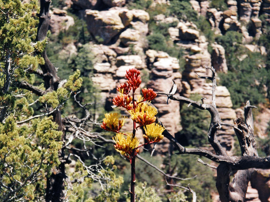 Parry's agave flower