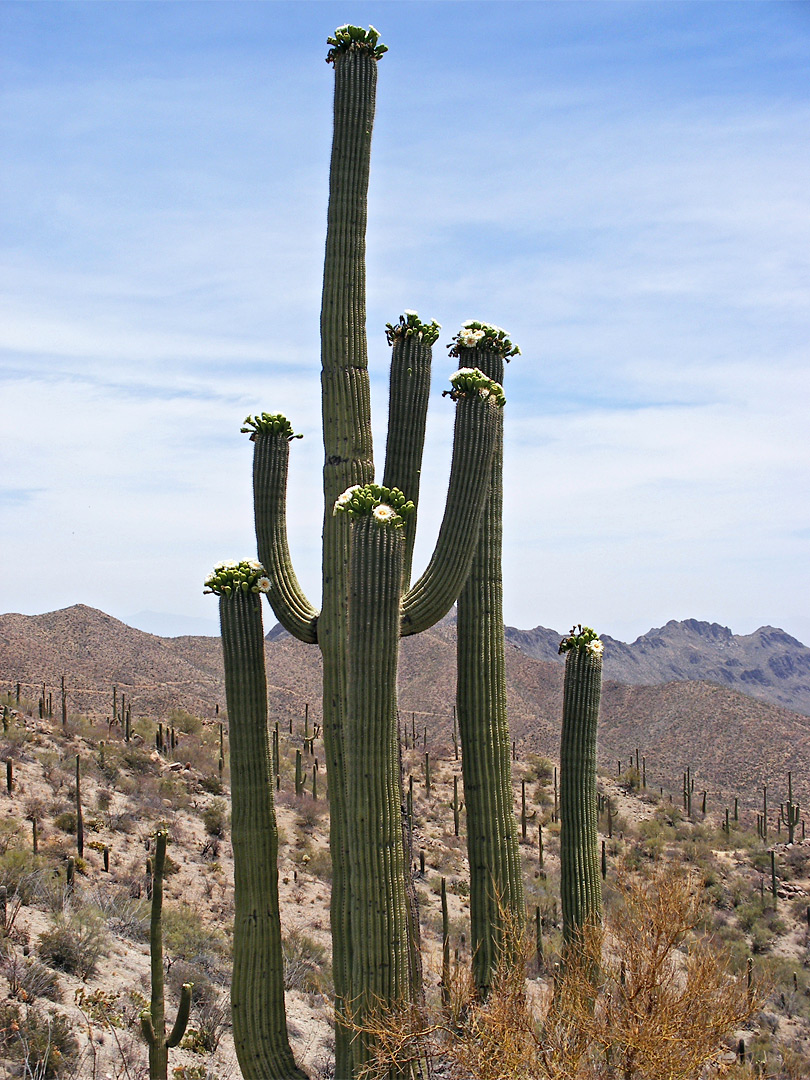 Flowering saguaro