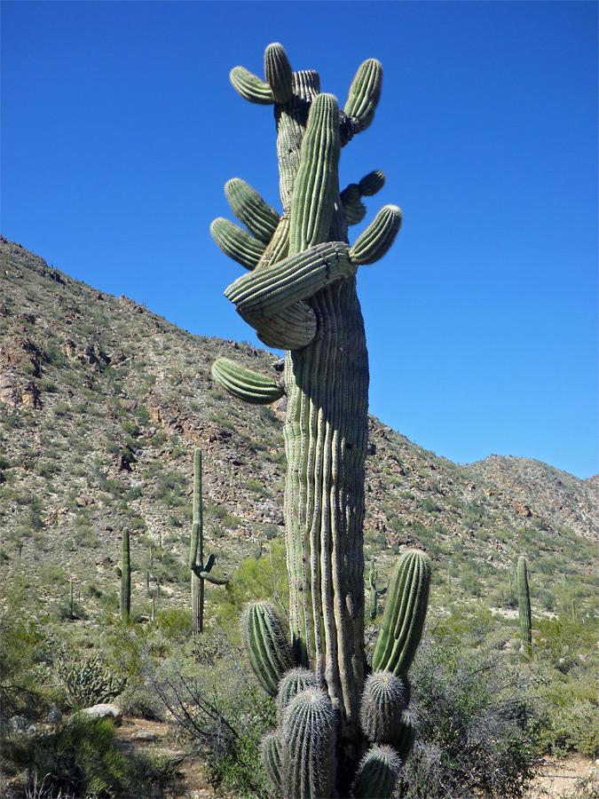 Many-branched saguaro