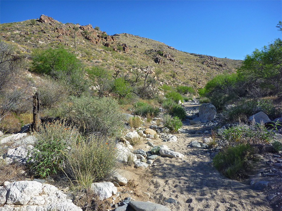 Sandy streambed