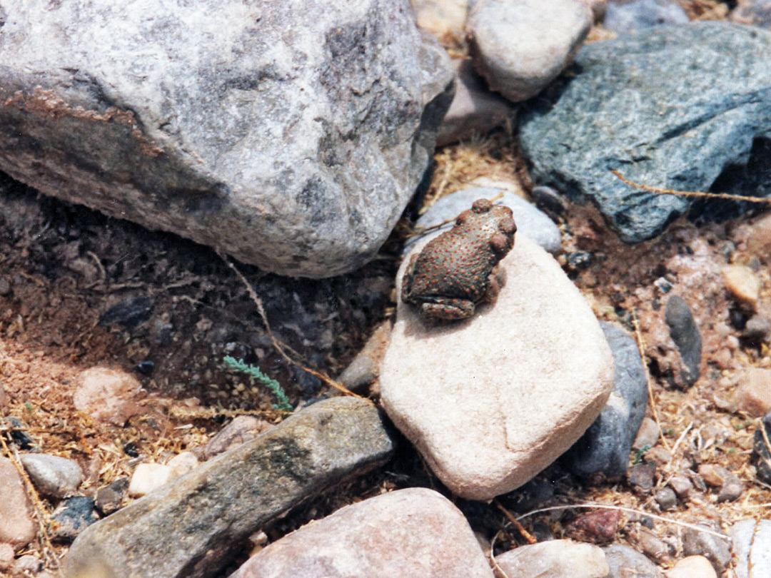 A red spotted toad