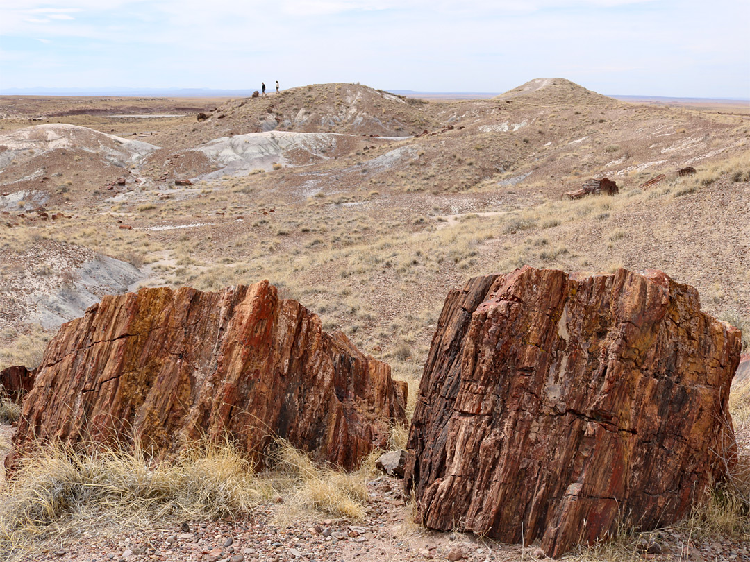 Two large logs