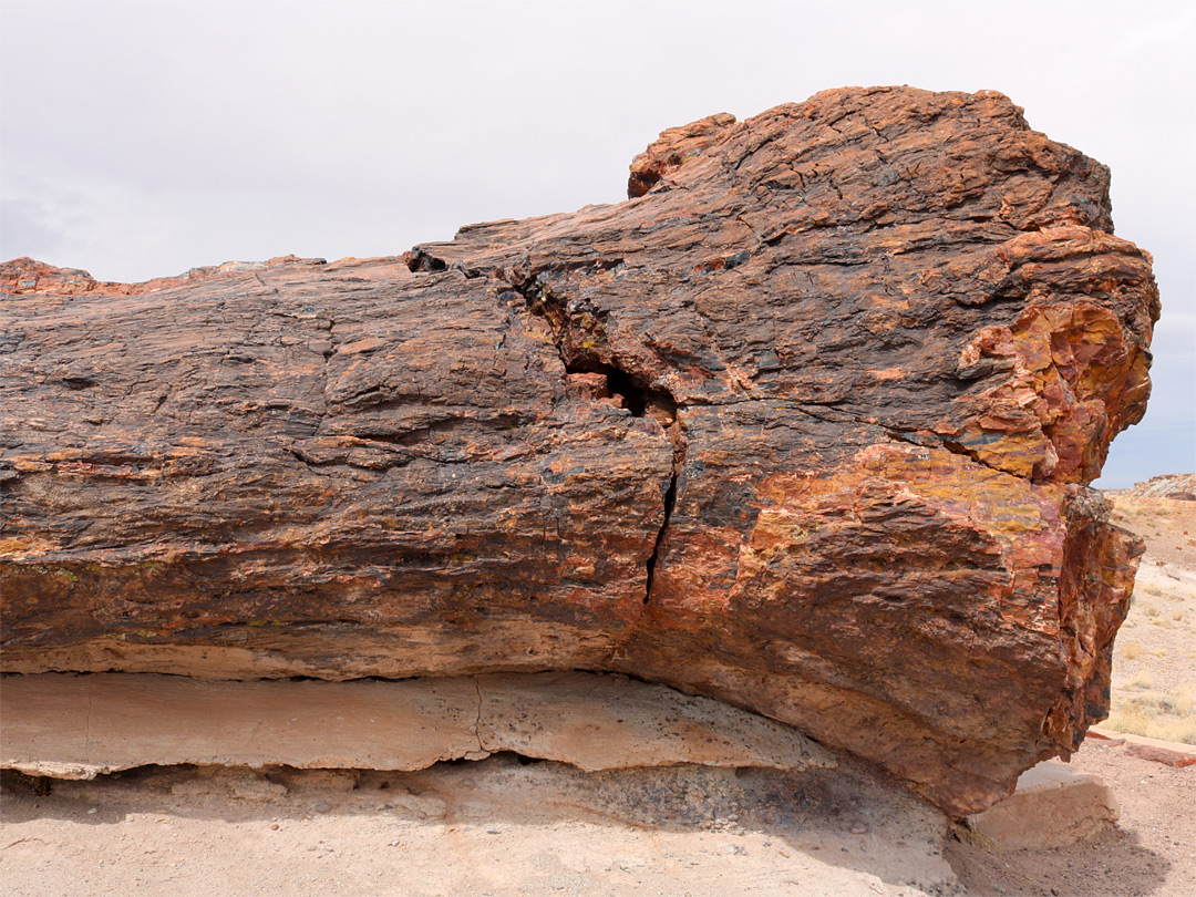 Lower portion of a trunk
